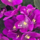 안태숯불갈비 이미지