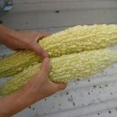 여주-0767 이미지