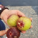 대불하수처리장 이미지