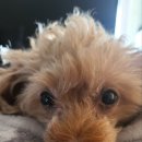 동물의료센터24인치 이미지