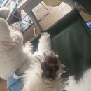 버블파파 | 강아지 산책 후 발씻기 필수템, 완스파파 버블 풋 클렌저 강아지 발세정제 후기
