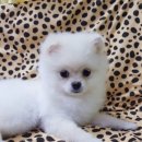 멍멍이랑 호호아줌마 이미지