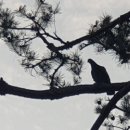 사랑해묘 이미지