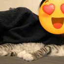 강산동물병원 네이버블로그