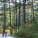 숲의 소리 이미지