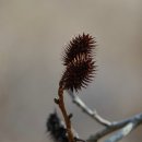 좌구산자연휴양림 이미지