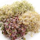 중년과새싹 이미지