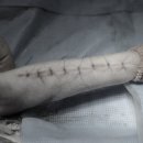 속초삼성동물병원 이미지