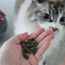 스테이지 | 고양이 신부전 사료 활성탄이 들어있는 르챗 프로스테이지 내돈내산 후기