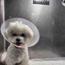 청안동물병원 | 일산 슬개골 탈구 전문 병원은?쿨펫동물병원 킨텍스점 우리아이 실제 후기