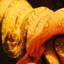 woma python &amp; GTP 이미지