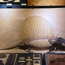 화석 2002 | (일본 여행63) 기타큐슈(와카마쓰) 여행 후기