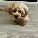 와니펫싸롱 | [의정부 애견미용] 와니펫싸롱 두번째 방문 내돈내산 후기(+우리집 강아지 자랑)