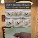 메리몽드 펫살롱 이미지