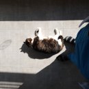 동암동물병원 이미지