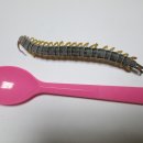 은혜비닐봉투 이미지