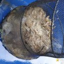 여수쭈꾸미 이미지