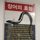 대영장어 | 이천 민물장어 맛집 스태미나 장어하우스 몸보신 보양식 추천