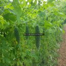 여주-0087 이미지