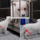 아기강아지 이미지