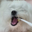 주식회사 버박코리아 이미지