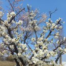 송도 달빛공원 이미지