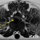 24시 대전동물의료센터 이미지