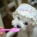 이랑동물병원 이미지