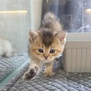 김해 강아지분양 고양이분양 똥강아지 | 김해고양이분양 헬스독창원점에서 만난 브리티쉬숏헤어