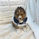 오독안심분양센터 강아지분양 고양이분양 인천점 이미지