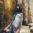 펭귄유통 이미지