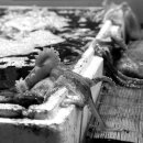 새벽시장 이미지