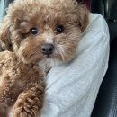 슈라즈하우스 이미지