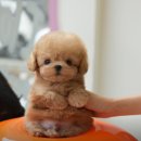 강아지분양 테디럽 이미지