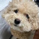 보듬어 줄개 | 천안 애견 미용 보듬어줄개 후기 ໒(◉ᴥ◉)७