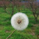 민들레홀씨 이미지