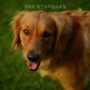 멍해피 애견유치원&호텔 네이버블로그