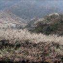 하얀눈 온듯 매화꽃으로 뒤덮힌 광양 매화마을.. 이미지
