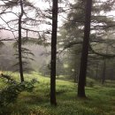 몽환경로당 | [2015-09-06] 지리산 태극종주 1구간(총4구간) 구인월~성삼재 후기 - 몽환적이고 미스트했던 서북능선