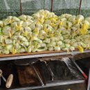 금순농장 이미지