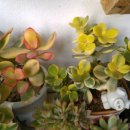 비버리힐 이미지