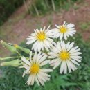 김해봉황초등학교 이미지