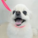폼#반려견미용실 네이버블로그