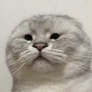 오로그 이미지