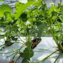 엄지농장 이미지