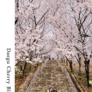 침산공원(A) | 대구 사진찍기 좋은 곳 벚꽃 핫플 침산공원