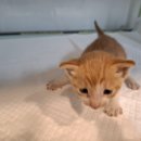 진버들공원 이미지