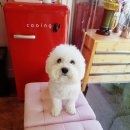 The 예쁘개 이미지