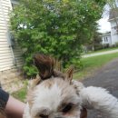 HI, MY DOG 이미지