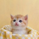 부산고양이분양 퍼스트캣 부산점 | [고양리뷰] 부산고양이분양 퍼스트캣 부산점, 브리티쉬롱헤어분양으로 새로운 시작!